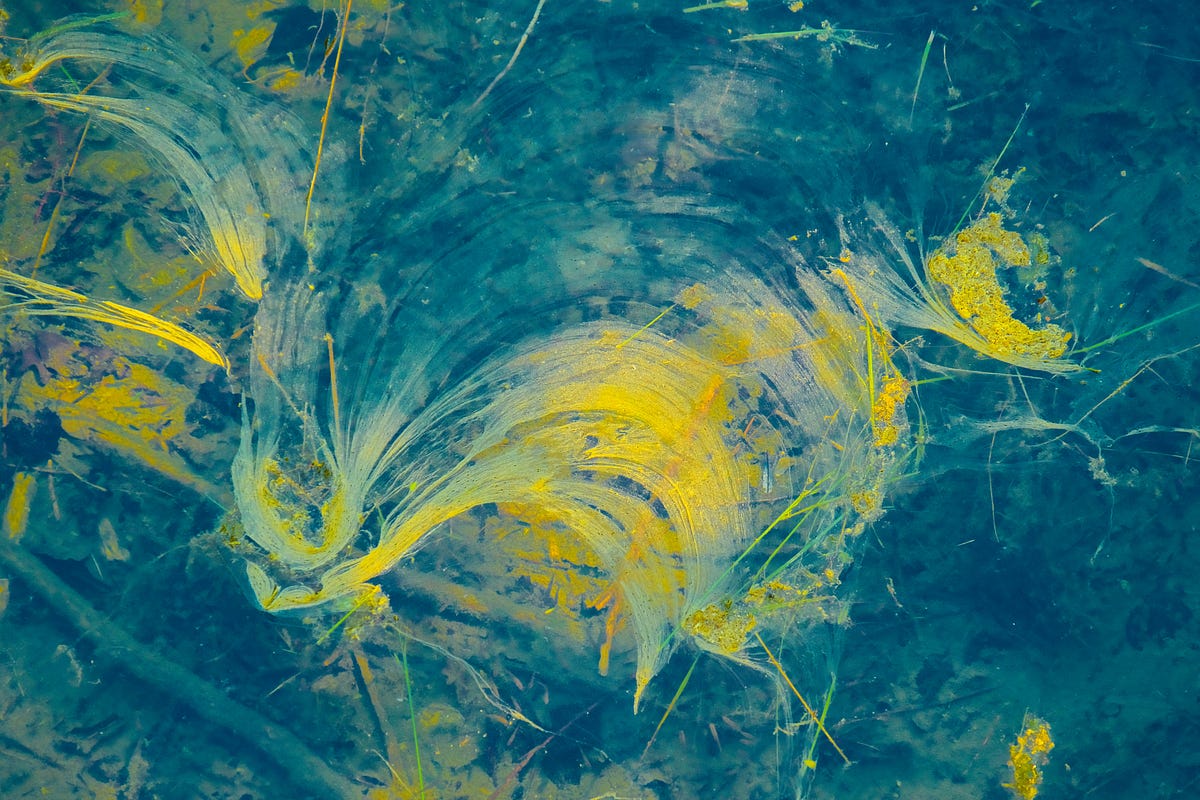 The Colors Run. Oppression in The Yellow Wallpaper &… by Amy Semler