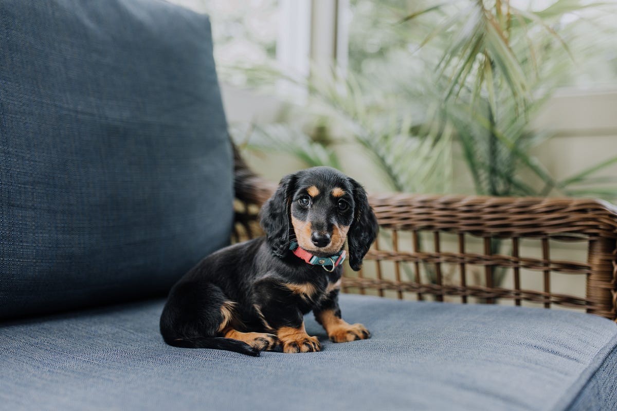Dachshunds Deserve the Best: A Guide to Finding the Perfect Dog Bed | by  THE SEO BLOGGER | Medium