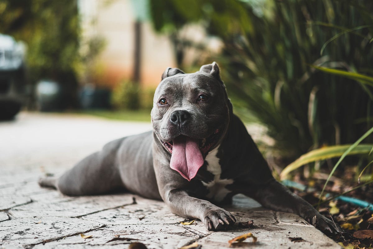 A Genetic Perspective on Pit Bulls, by Madison Clark