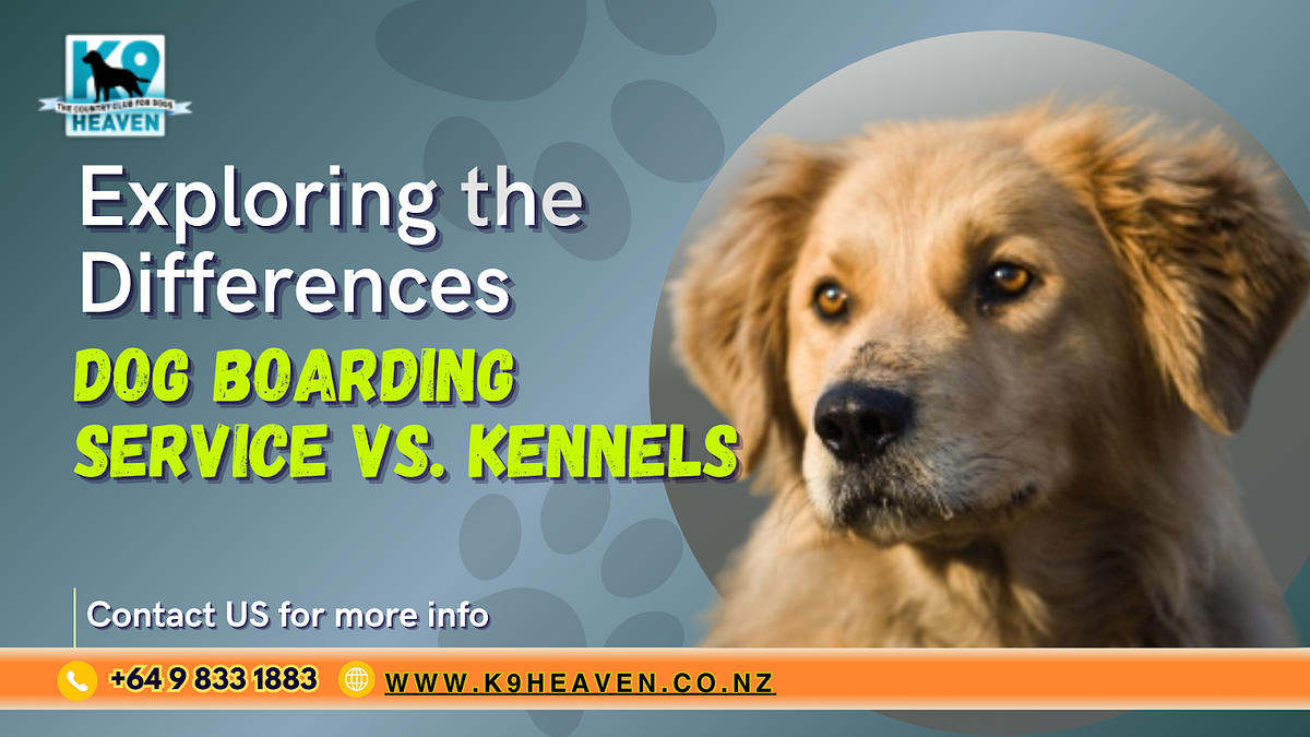 Exploring the Differences Dog Boarding Service vs. Kennels by K9