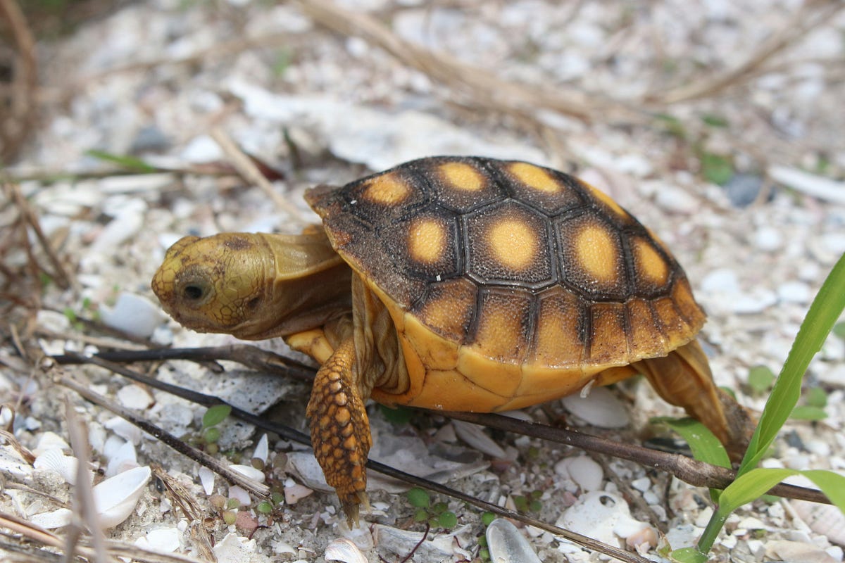 My Journey to Breeding Turtles at Home: 10 Steps That Worked for Me ...