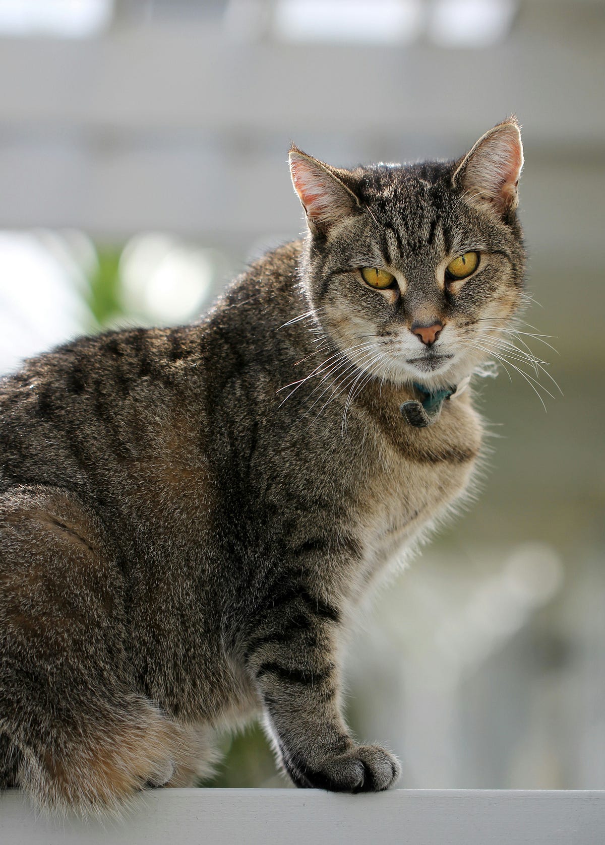 Why did I think it would be fun to introduce a new cat into my home