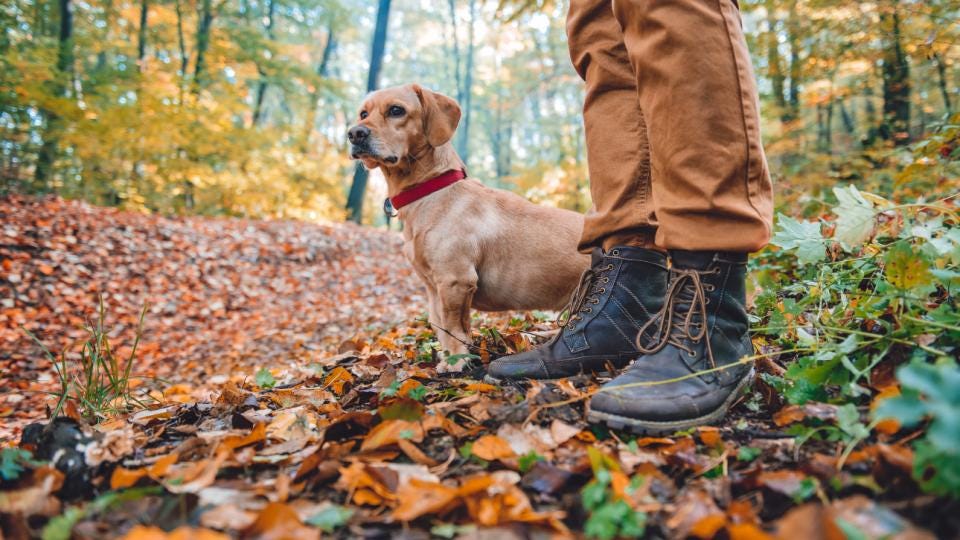 How to Reduce Your Dog’s Carbon Pawprint EcoSmart Tips by Freeda