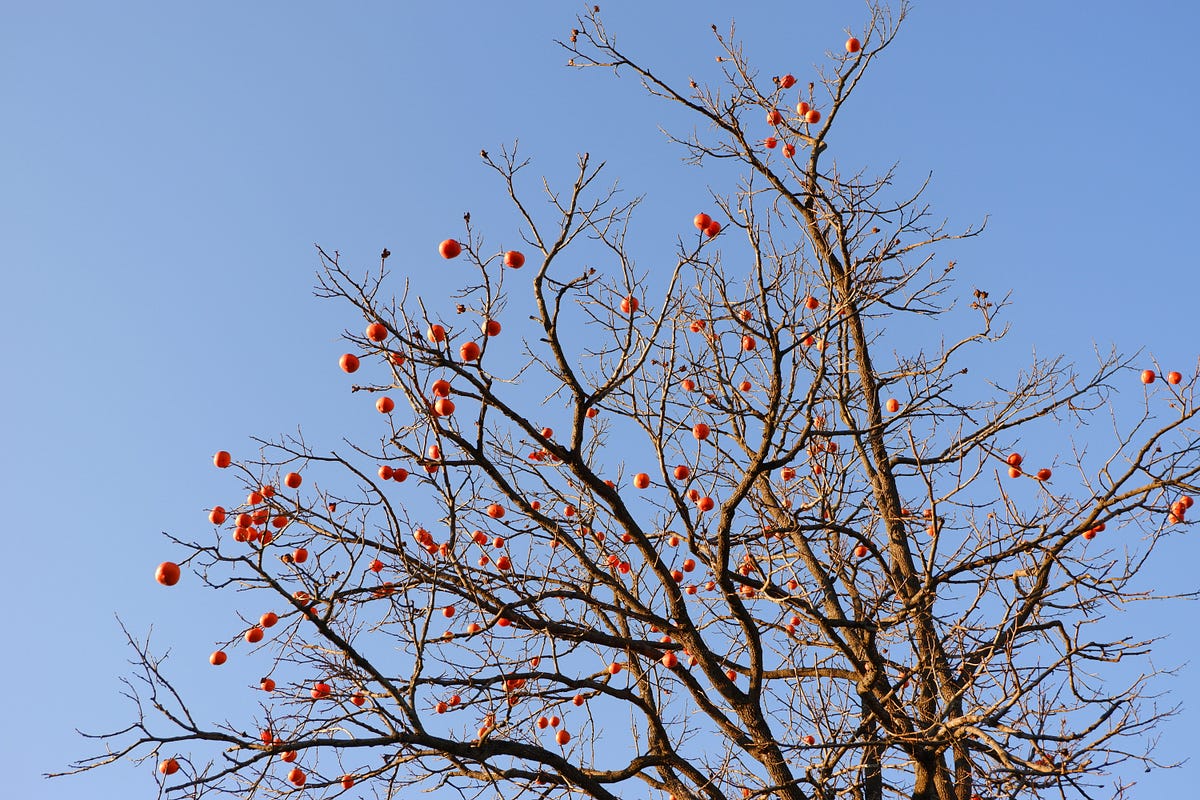 I Built a Python App Using Only Functions — No Classes Allowed | by ...