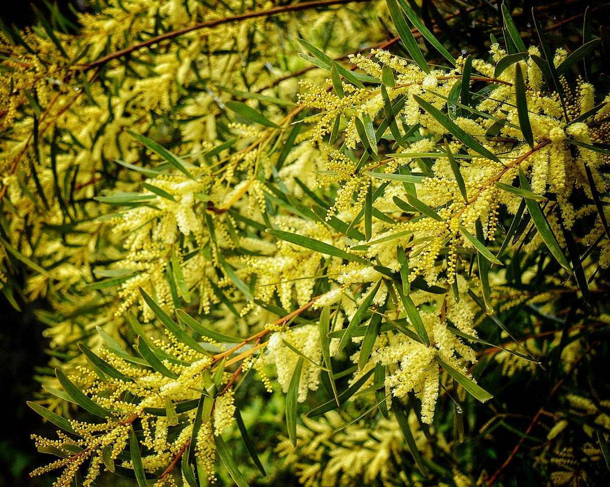 The Name for a Wattle Tree - The Daily Cuppa - Medium