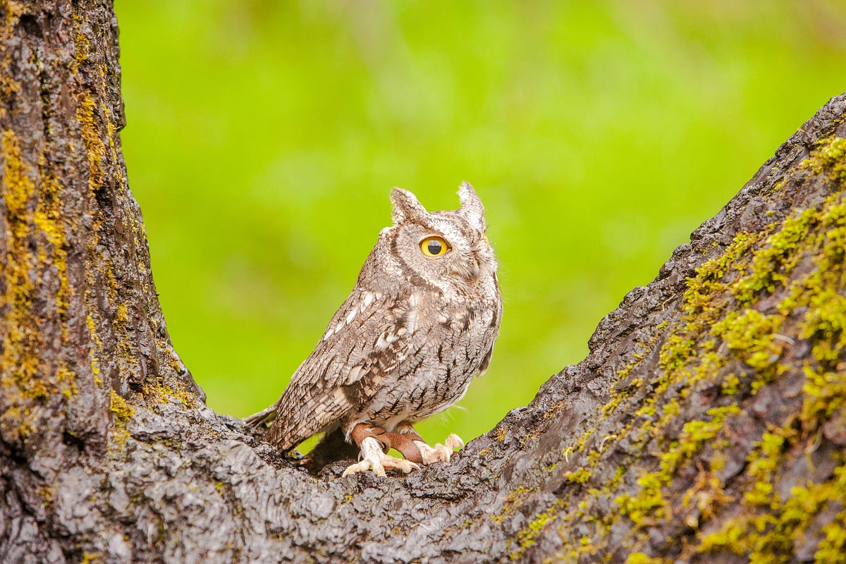 Animal Wisdom Why are Owls Considered Wise? by Ismanuddin Medium