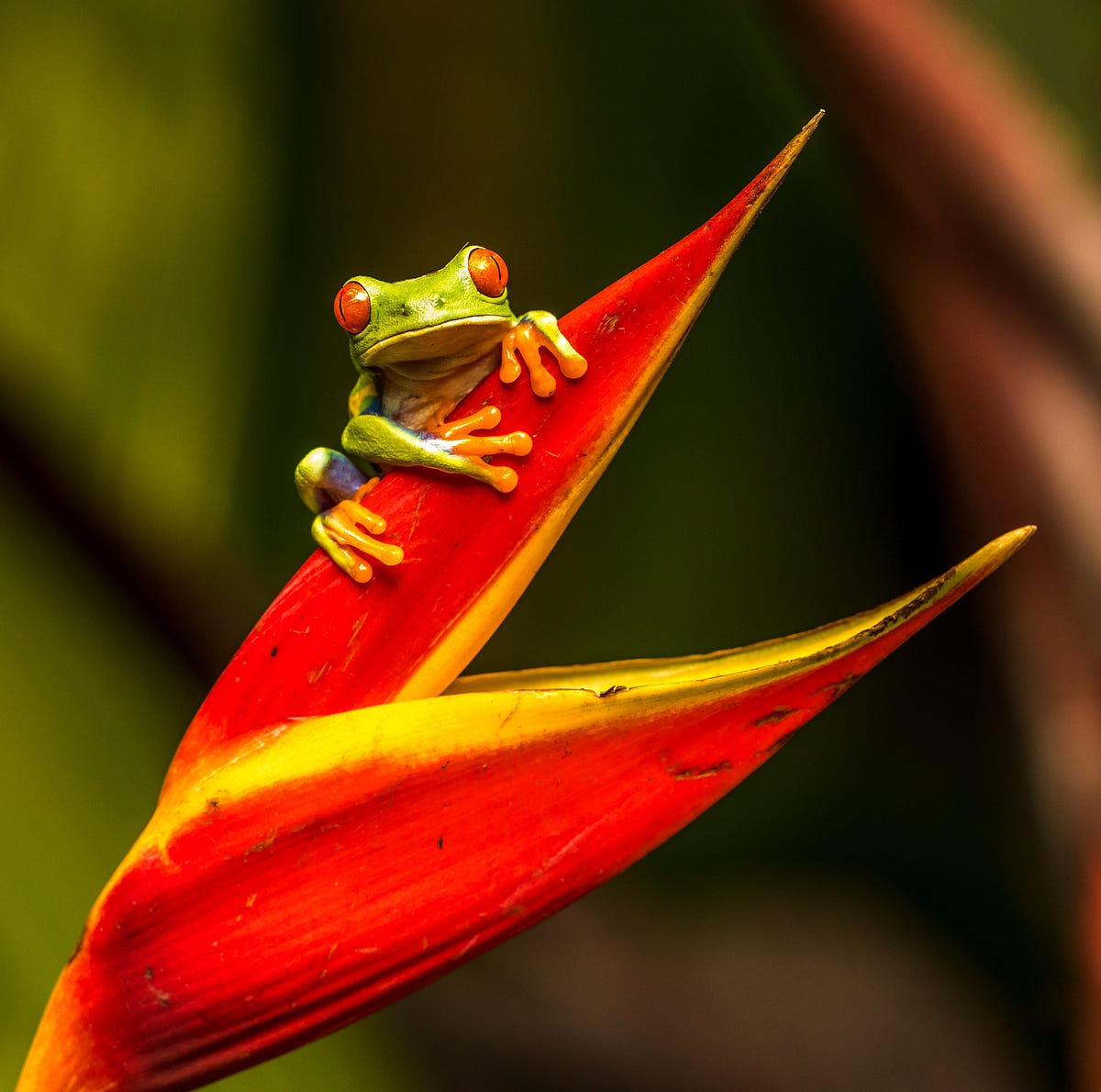 Why do frogs change Their Skin Colour? by Oscar Wang Medium