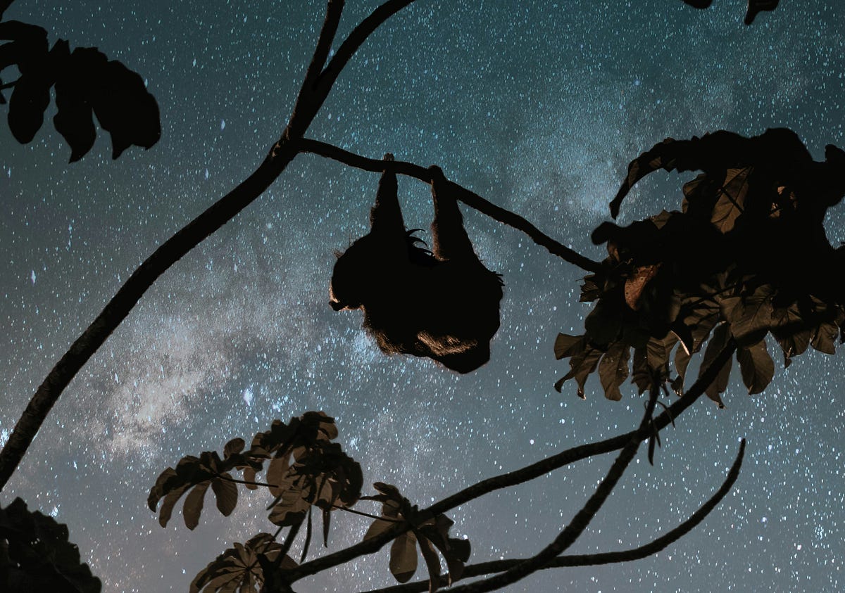 A Life Lived Upside Down - ishiwi - Medium
