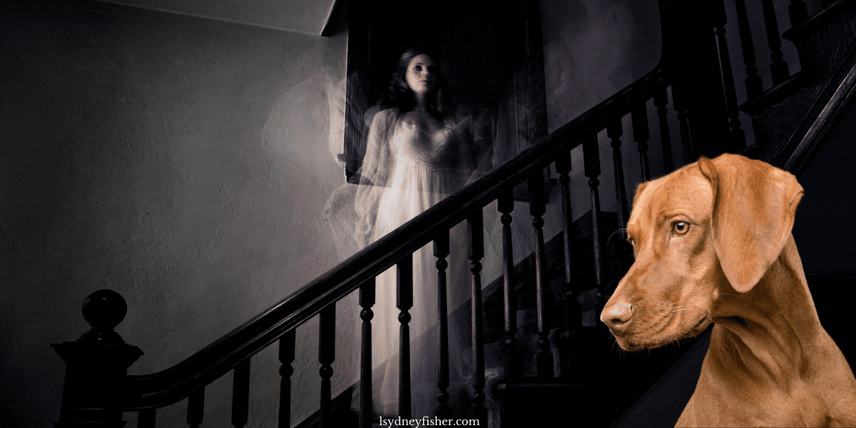 Is Your Dog Seeing GHOSTS?. Animals Are The Best Paranormal… by L