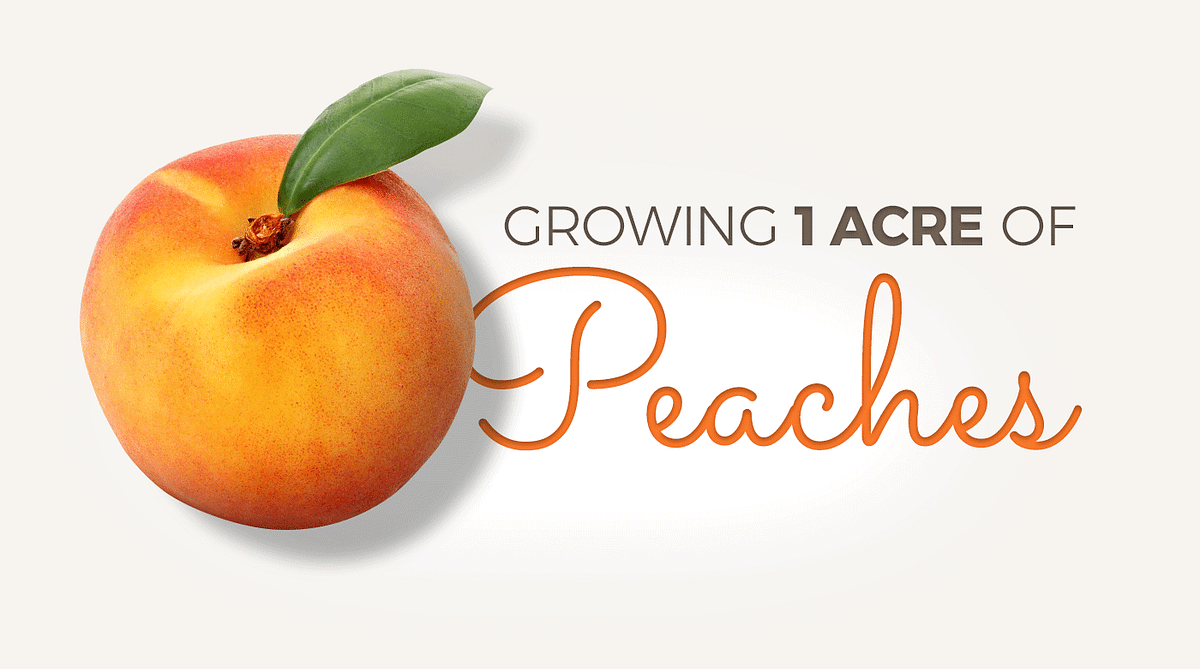 Journey of a Bite Peaches. Food school is now in session. Today’s