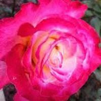 Rachel Elizabeth – Medium