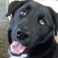 Anna Blake – Medium