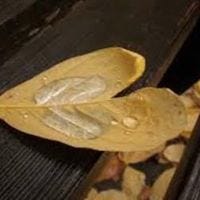 Sandra McCarthy – Medium