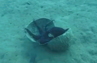 Octopuses Have 9 Brains, Three Hearts, Blue Blood, Turn Invisible, Can