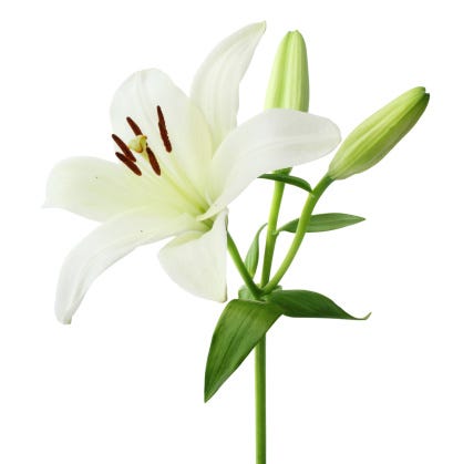 Beautiful Features and Family Insights of Pure White Lilies | by ...