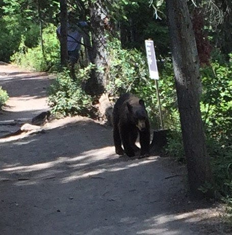 I Like Bears. A post about bears. Just bears. Nothing… | by Robert K