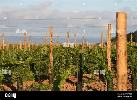 Top 5 Brest Wine Tours: Sip, Savor & Explore! by Heavenbellamy Jul