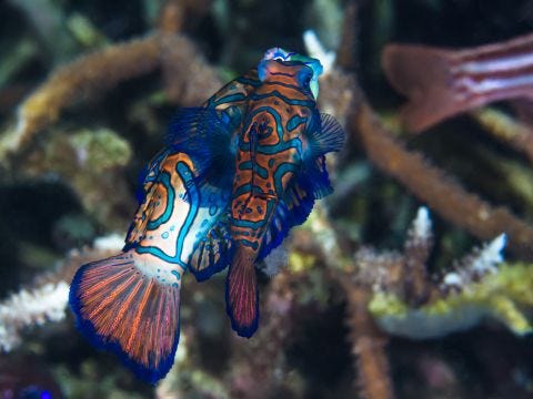 Decoding the Mystery: How Do Fish Mate? Everything You Need to Know ...