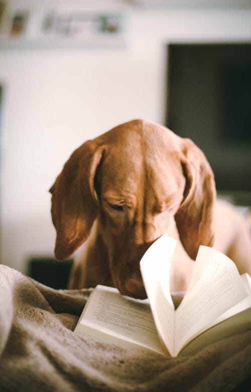 An Ode To Reading by Mats Lederhausen In Pursuit of Elevation Feb