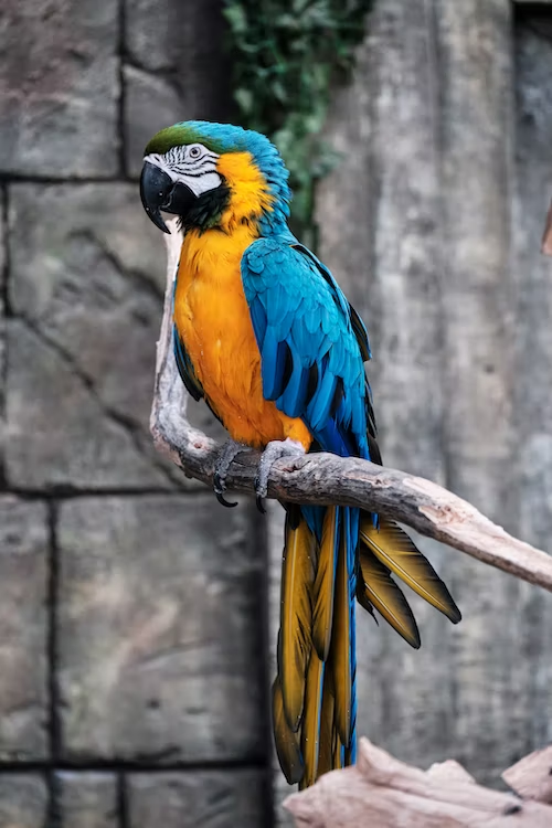 5 Easiest Tips for Taking Care of Parrot by Zoha Khalid Medium