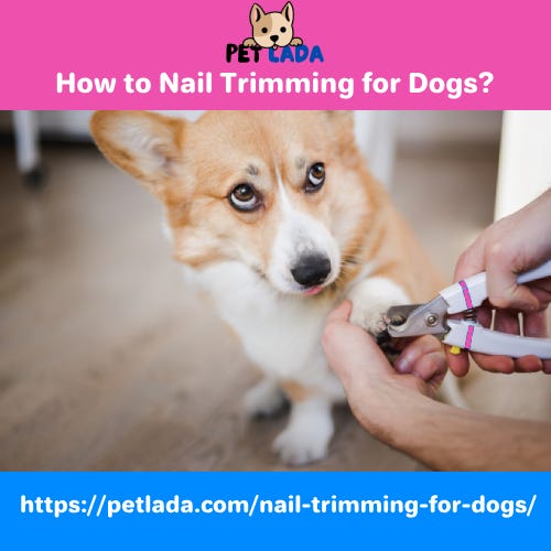 How to Nail Trimming for Dogs?. Nail trimming for dogs is an important