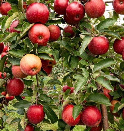 APPLE FRUIT BENEFITS 9 GREAT HEALTH BENEFITS by fun facts food Medium