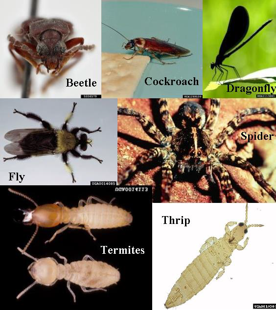 Machine Learning Vs Deep Learning Insect Classifiers 