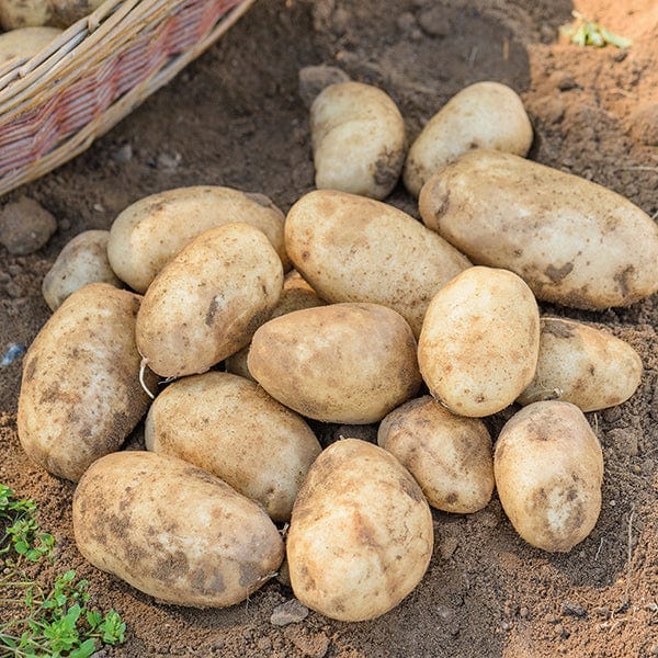 Unveiling the Nutritional Powerhouse The Role of Vitamin C in Potatoes