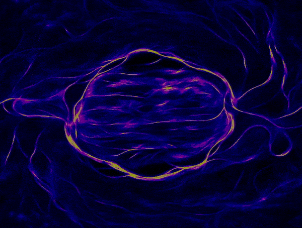 Intelligent Particle Simulations in Python, Slime Molds and Their ...