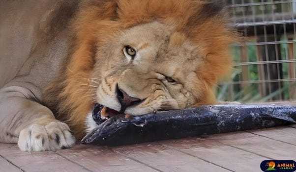 Do Lions Eat Fish? An Amazing Fact About Lions | by Animal Learns | Medium