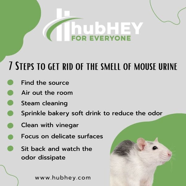 7 Easy Tips To Get Rid Of Mouse Urine Smell ? by Kuhu Jakhmola Medium