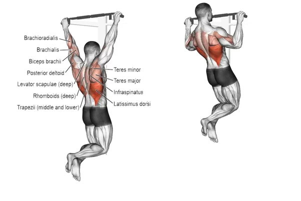 Muscles Worked During Pull Ups. With a pull up you re not just working by FIT LIFE REGIME Medium
