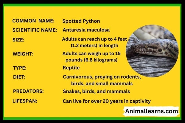 Spotted Python: Diet, Types, Habitat & Behavior | by Animal Learns | Medium