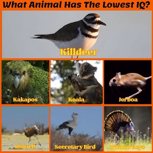 What Animal Has The Lowest IQ in the World? (12 Examples) | by Animal ...