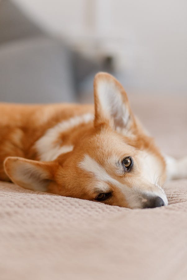CAN DOGS EAT DRY FRUITS. Can Dogs Eat Dry Fruits? Unveiling the… by