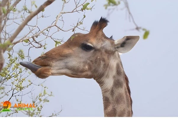 The Surprising Secret of Giraffe Tongue Color! | by Animal Learns | Medium