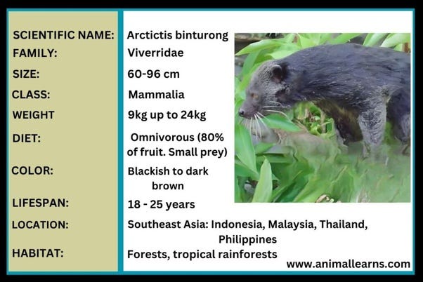 Binturong | Lifespan, Diet, Habitat, Facts (With Pictures) | By Animal ...