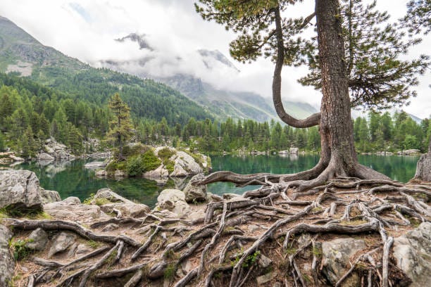 Discovering the root of the root. What is the root of the root to our ...