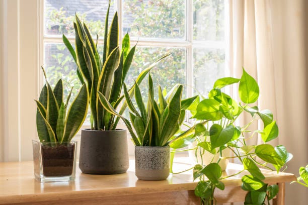 Gardengram: Uniting Snake Plant & Kamini for Eco Bliss
