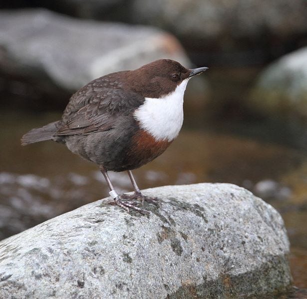 Dipper. A fascinating bird of upland streams | by John Welford ...