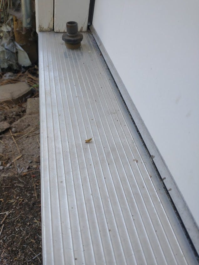 Message in a Grasshopper. Newborn grasshopper chameleoned on our… | by