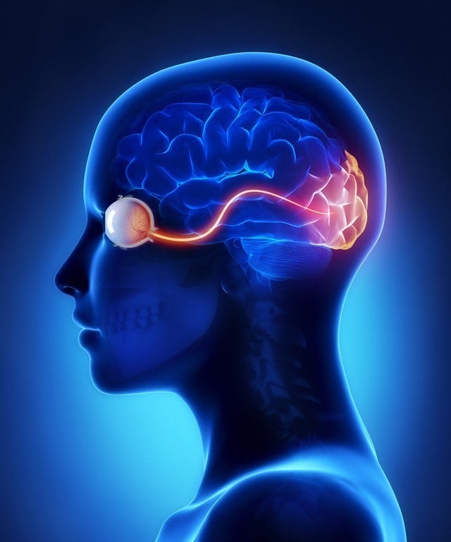 Learn Coding Neural Network in C#: Understanding The Visual Cortex | by ...