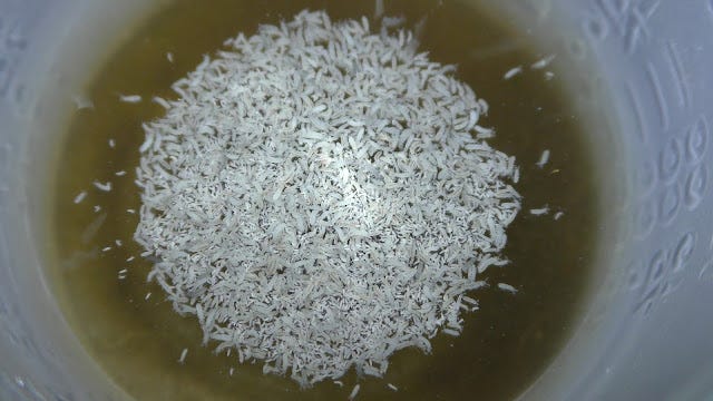 How to Culture Springtails on Peat Moss | by Michael Langerman | Medium