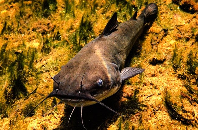 The Yellow Bullhead is an intelligent fish . | by FISHSURFING Travel ...