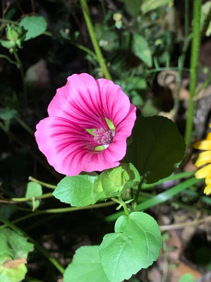 On the edibility of Malope trifida by Jimmy Candou Back Porch
