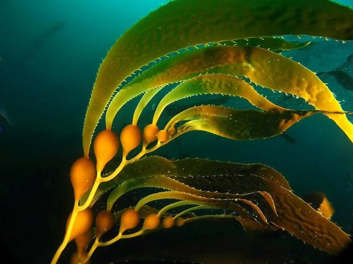 Kelp vs seaweed discount
