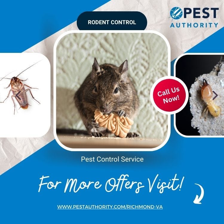 Pest Authority Richmond’s Expert Mouse Elimination Strategies by Pest