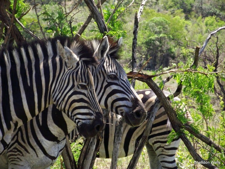 Why Do Zebra Have Stripes?. There are two animals that are probably