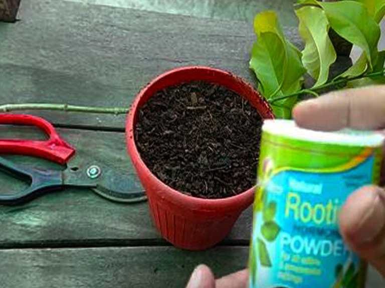 what is rooting hormone powder? how to use rooting hormone by up