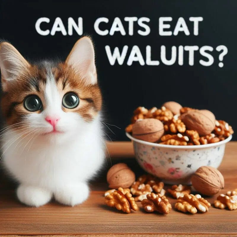 Can Cats Eat Walnuts? Unveiling the Dos and Don’ts for Your Feline